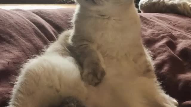 Happy National Cat Day to you and your highly sophisticated creatures. Boop