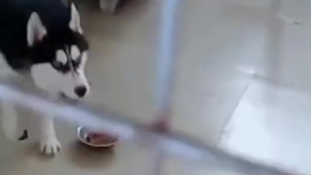 Dog VS Cat