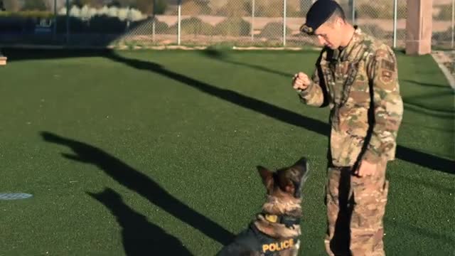 Military working dog on training and tough drills