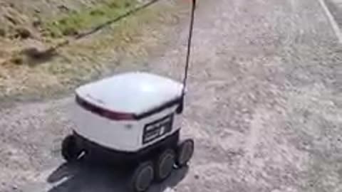 Delivery Robot Love...