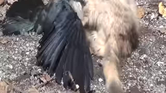 MONKEY BIRDS FIGHTING