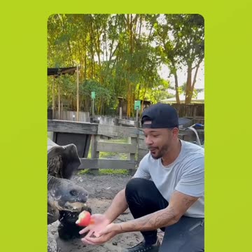 Man tries to romantically share apple with century-old turtle