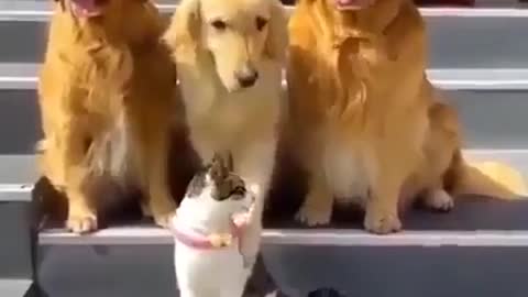 Dogs is stopping cat fights. part - 2