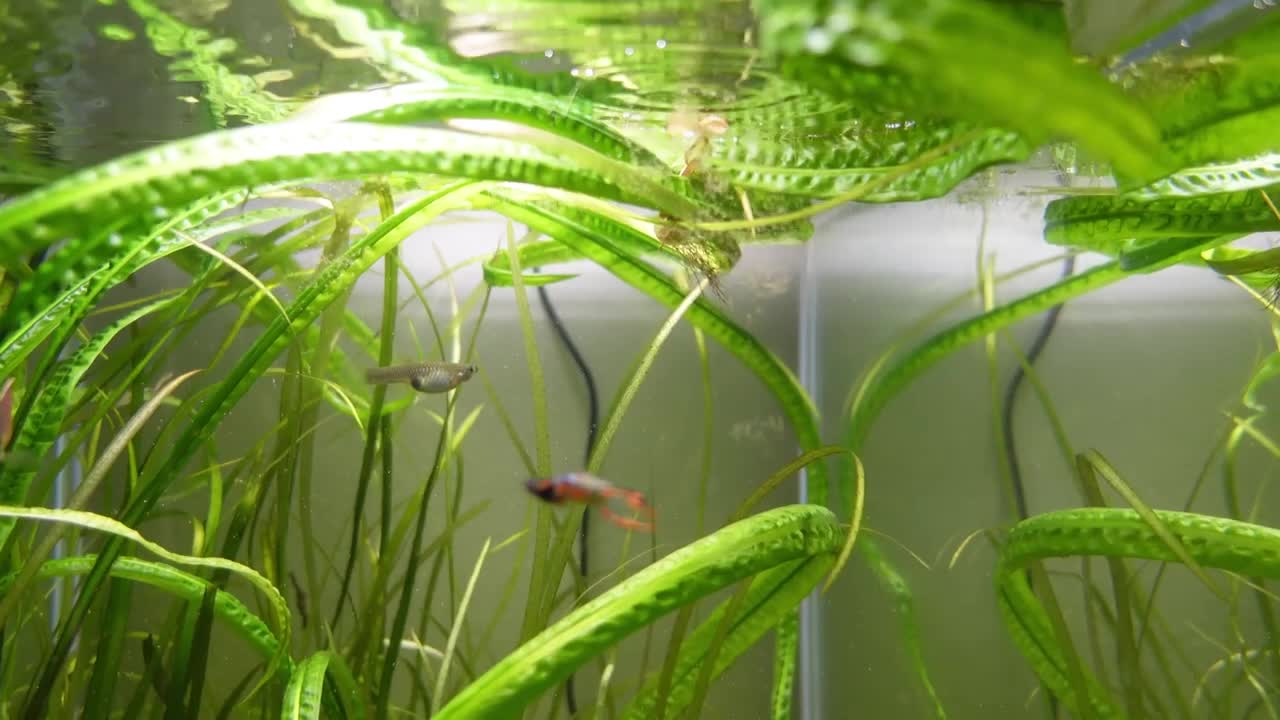 Feeding live brine shrimp to all our fish: The BEST way to feed them