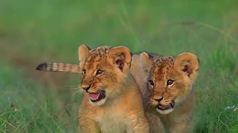FRIENDS ARE TEMPORARY BUT BROS ARE PERMANENT