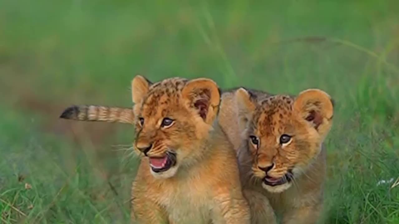 FRIENDS ARE TEMPORARY BUT BROS ARE PERMANENT