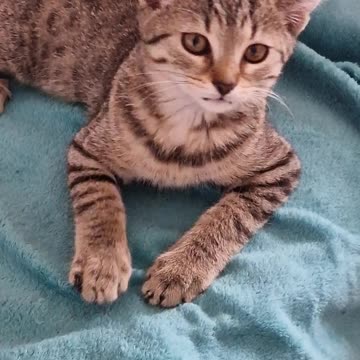 My sweet little cat is playing with herself on the sofa.