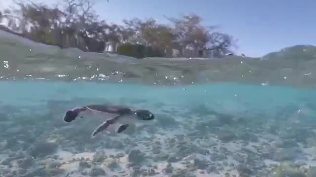 Charming Turtle's Beautiful Diving