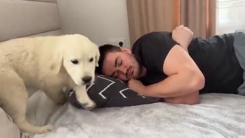 Golden Retriever Puppy Wakes Up Owner [Cutest Alarm Clock Ever]