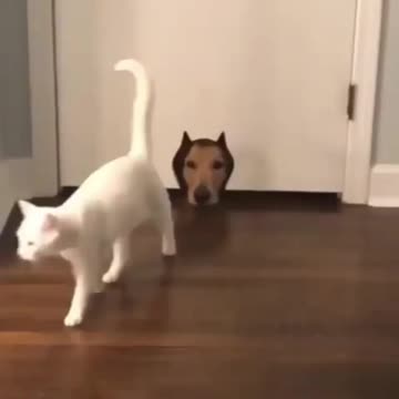 Uhhh... excuse me...