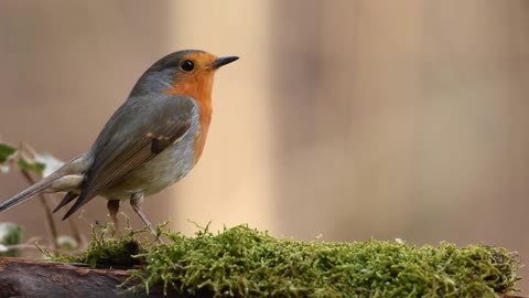 Sneeky Robin - Cute