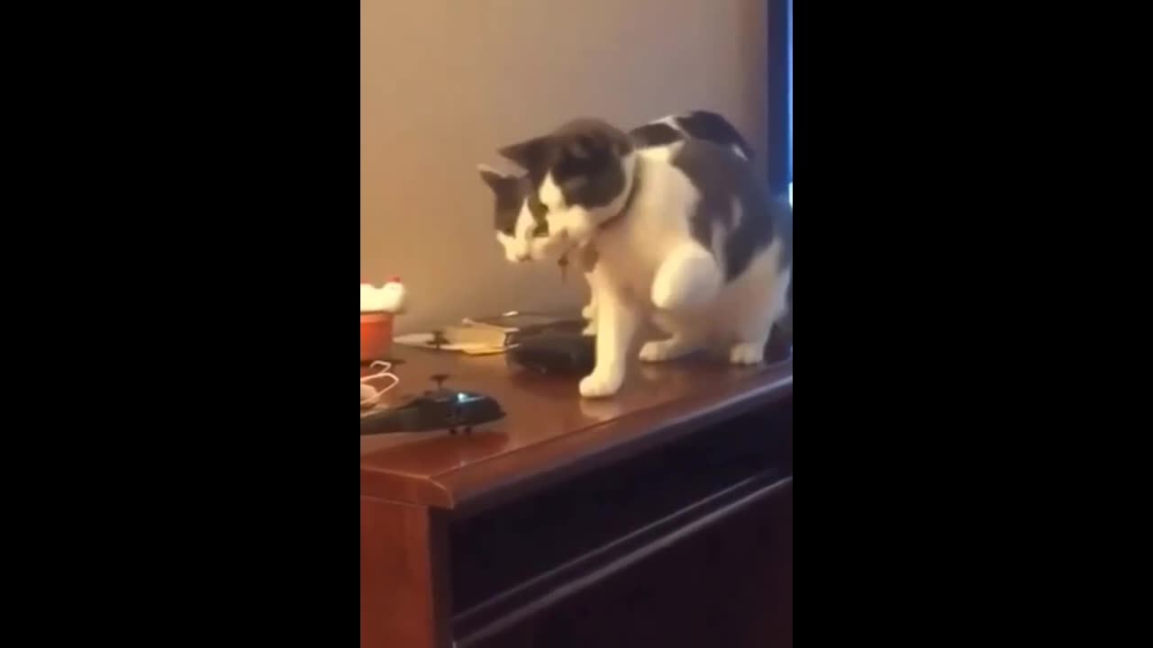 Cat vs Helicopter