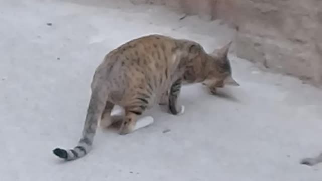 Cat funny video