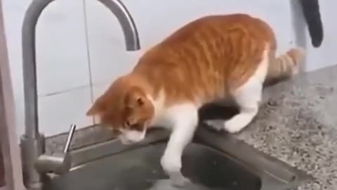 FUNNY CAT