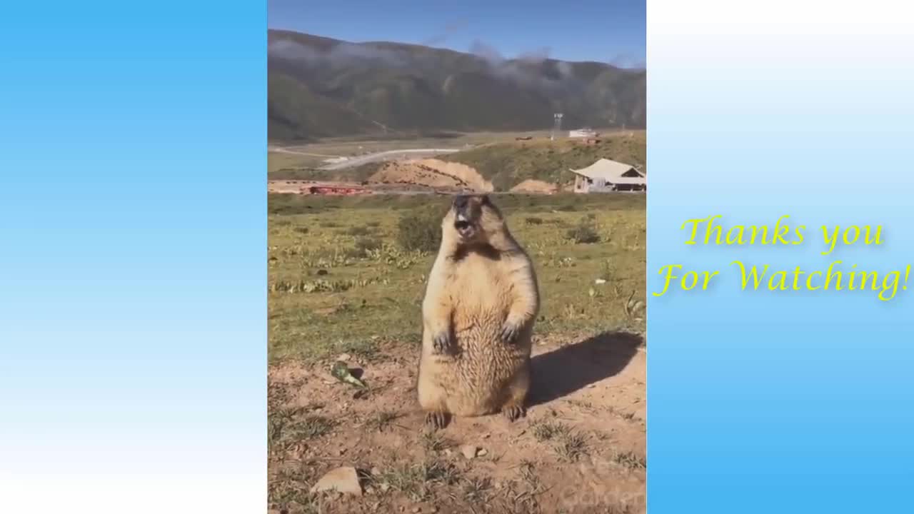 Cute Pets And Funny Animals Compilation #4 - Pets Garden🐈🐱