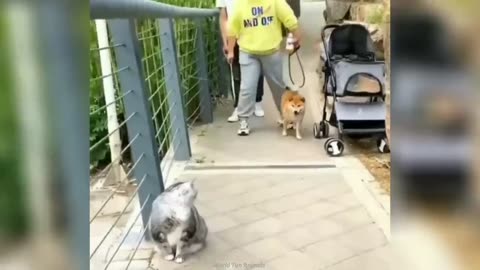 Funny ANIMALS videos😊Funniest CATS😺 and DOGS🐶