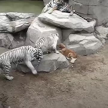 Tigers Think This Dog Is Their Mama 🐅🐾❤️ #SHORTS