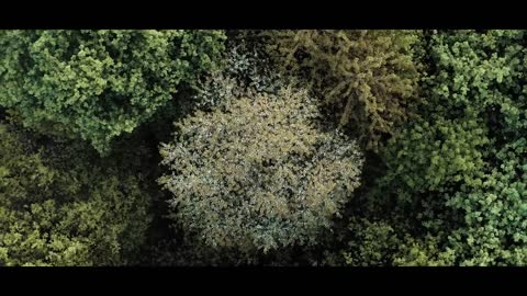 The Forest _ Cinematic Drone Footage