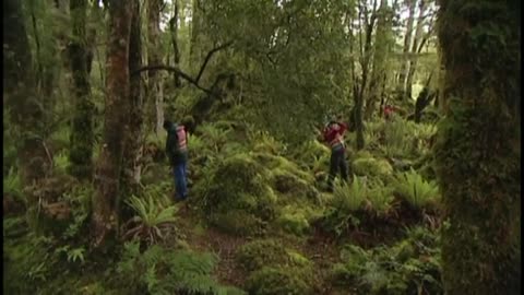 The Tuatapere Hump Ridge Track