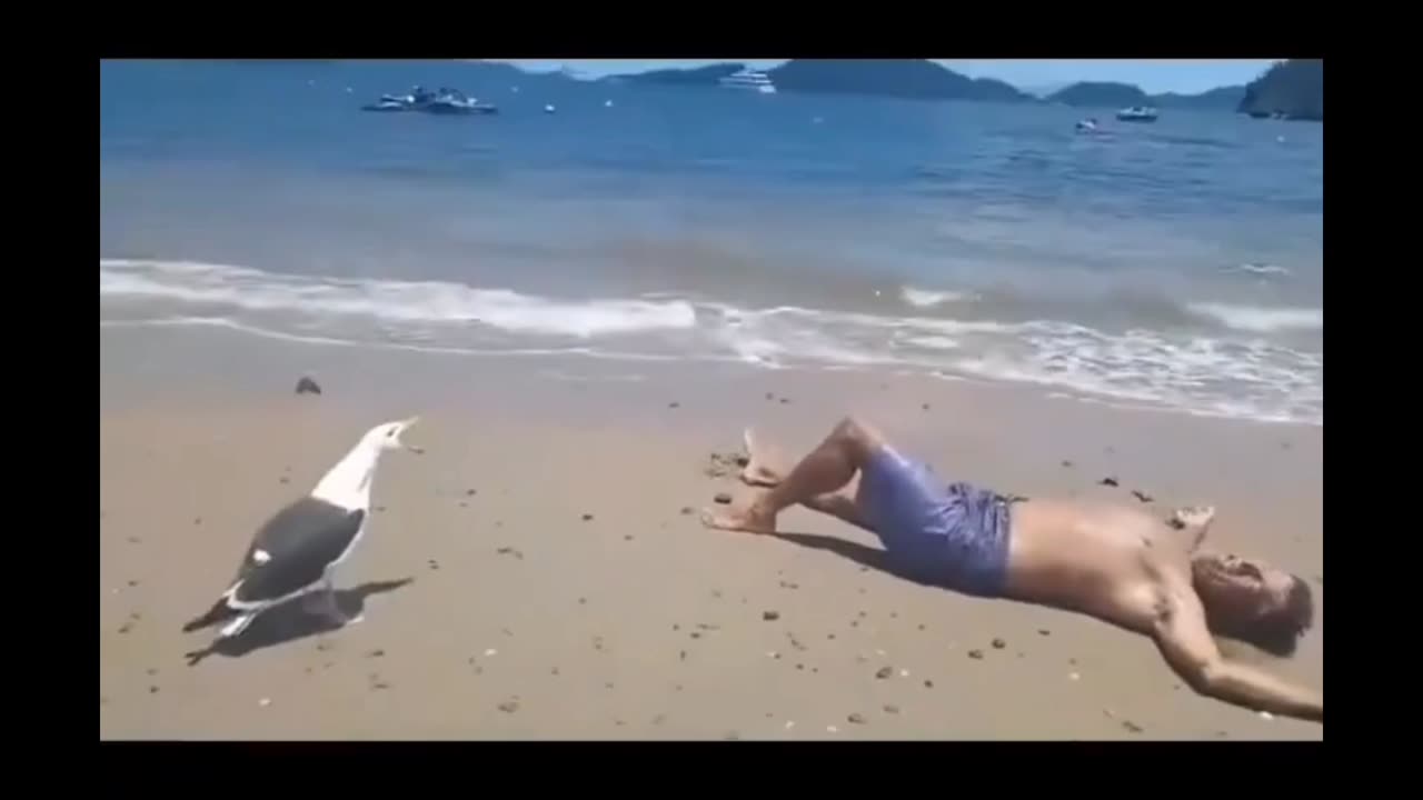 Even a seagull laugh at him 🤣😅