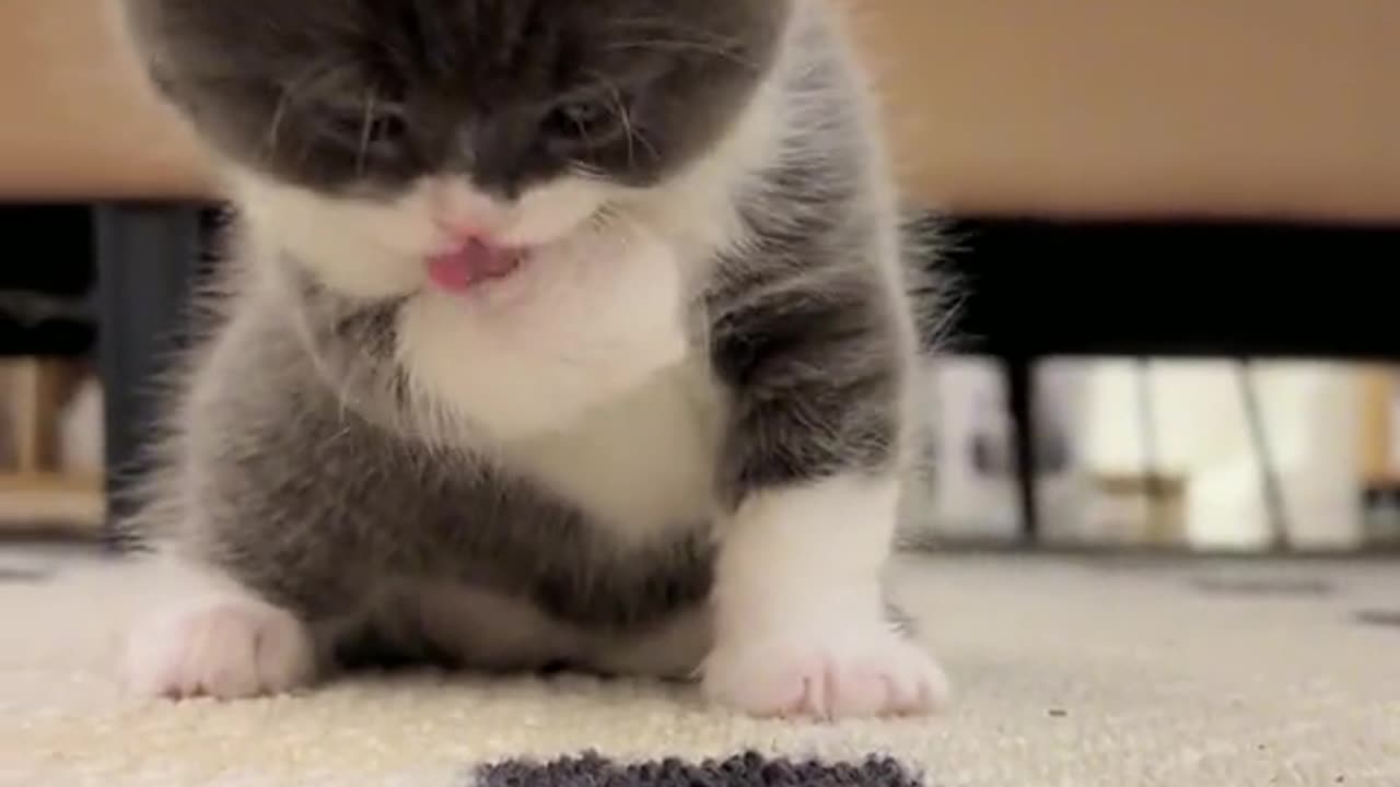 Cute Baby cat😍 | licking his foot so cute✨🤩