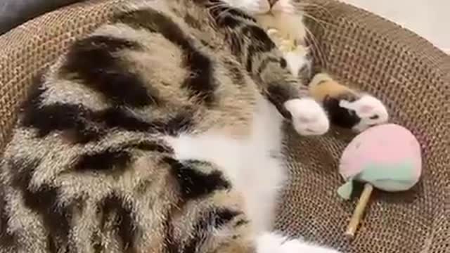 OMG Cute Cat - Cute Pets