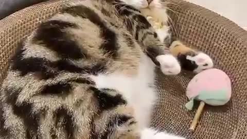 OMG Cute Cat - Cute Pets