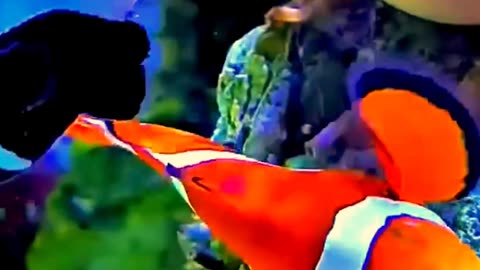Satisfying Clown Fish ASMR That Makes You Calm Original Satisfying Videos PART - 19