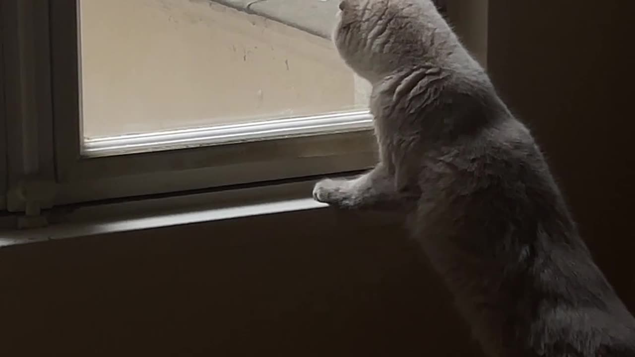 CAT HOW LOOK TO BIRD