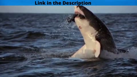 Shark attack Eagle
