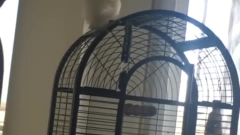 Parrots Doesn't Want To Stop With The Crying Sound