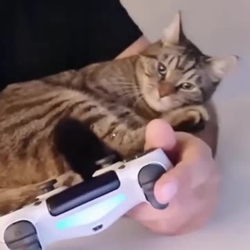 Funny animal videos|Cute animal videos |Funny dog&cat videos| pet videos|funny video