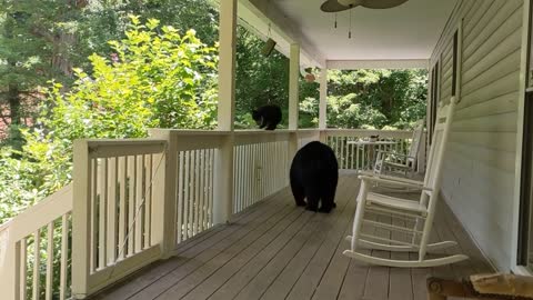 Bear Simone & cubs get lucky this time