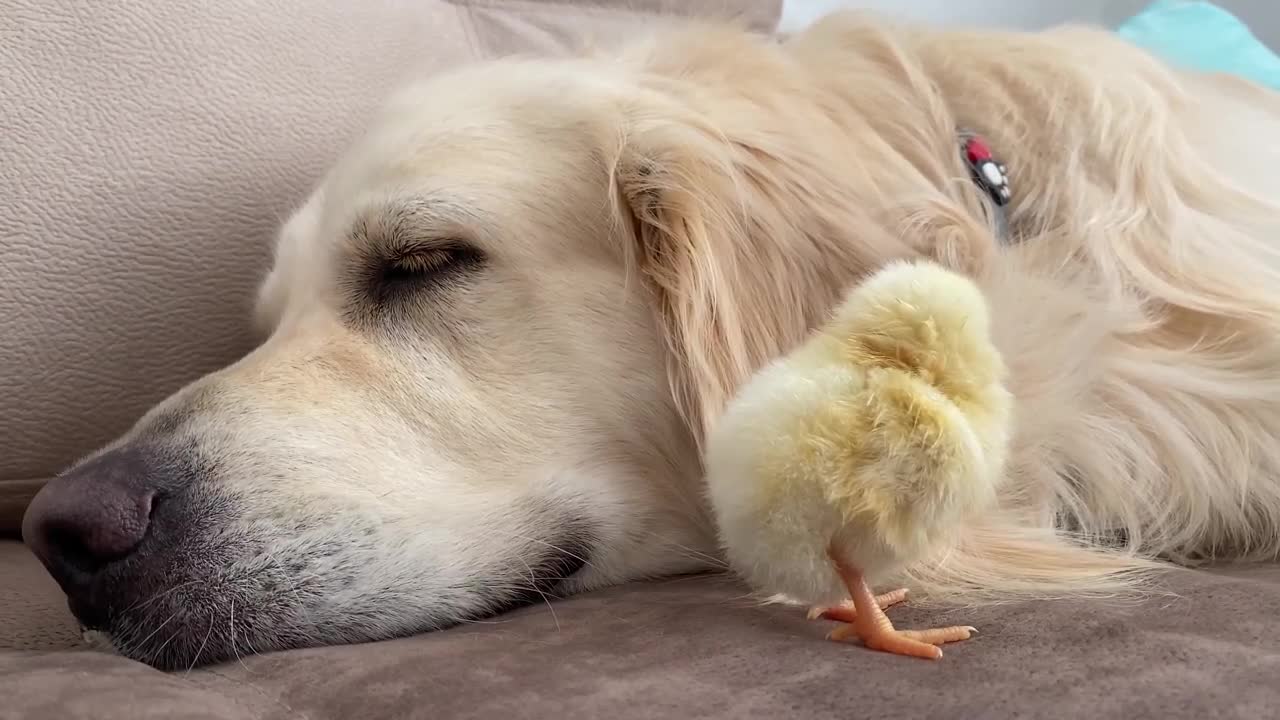 Golden Retriever Meets Newborn Baby Chick for the First Time!