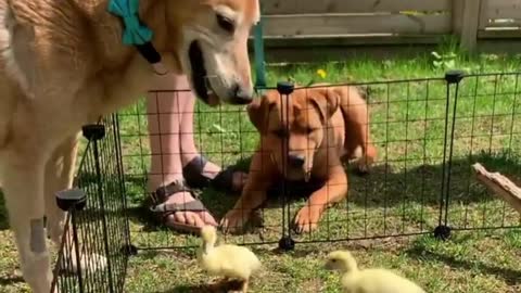 We all love dogs, and dogs love humans