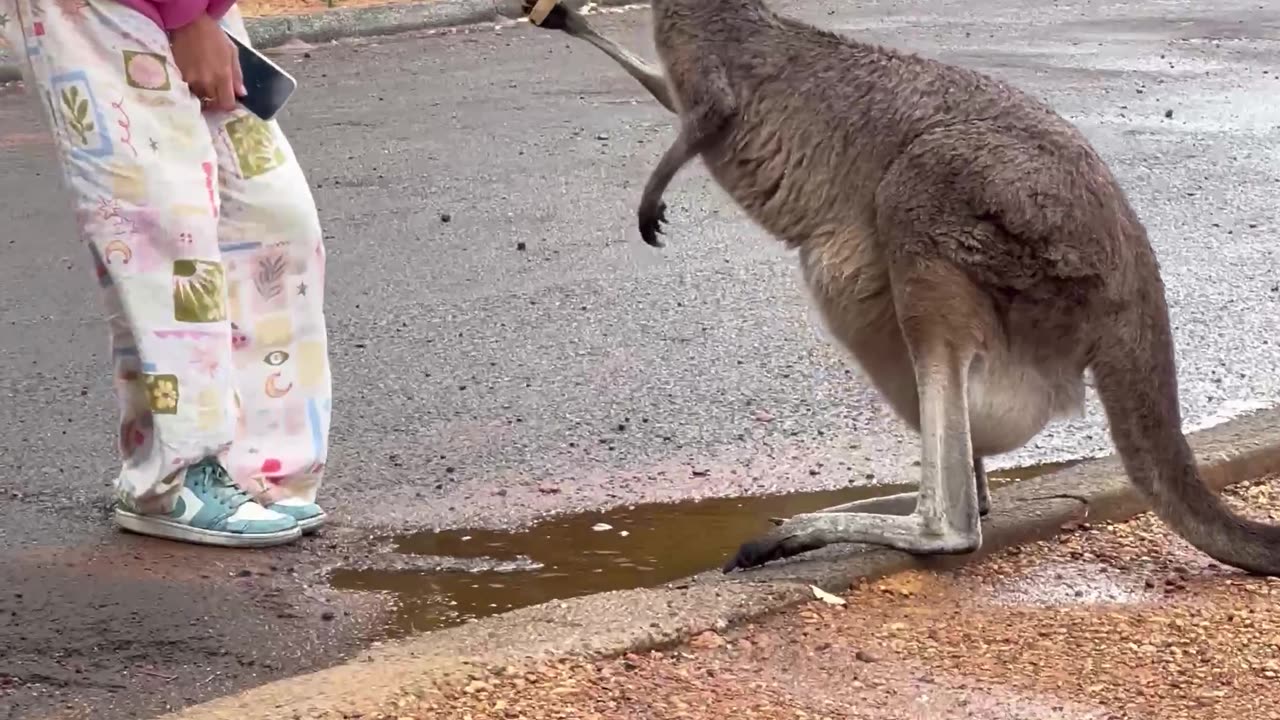 Meeting a Mama Kangaroo and Its Baby