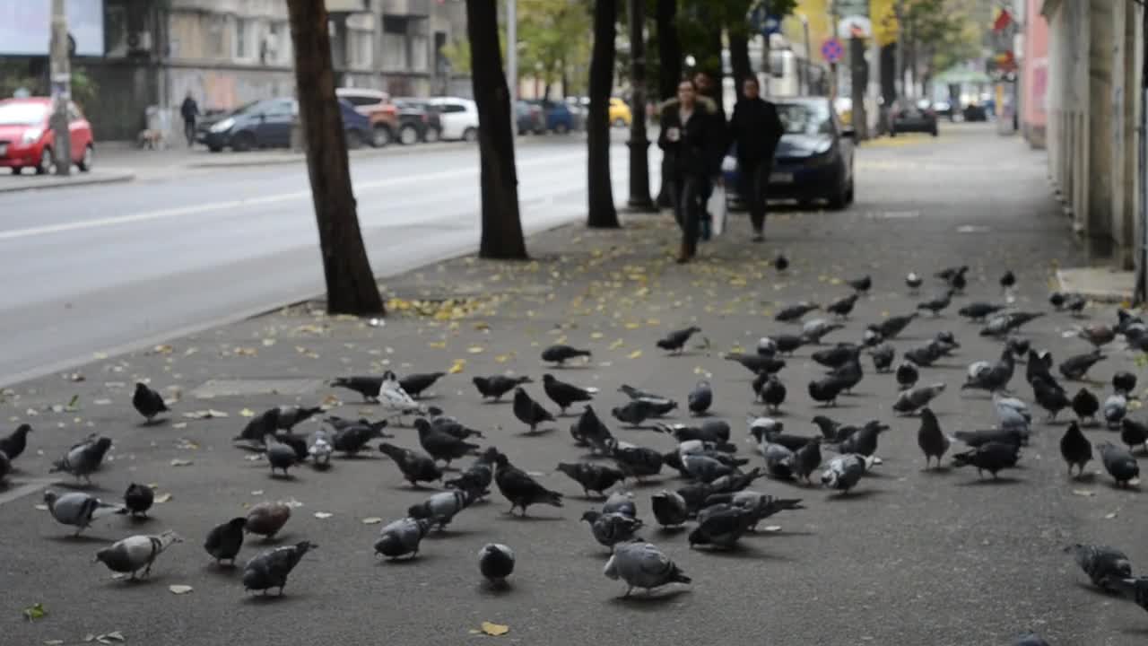 Pigeon Flight Bird Animal Flying Crowd Wing