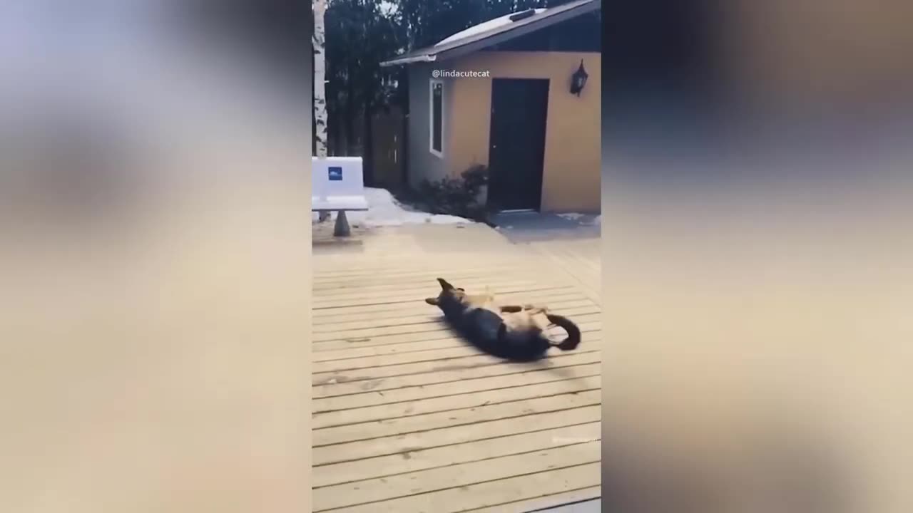 funny animal video