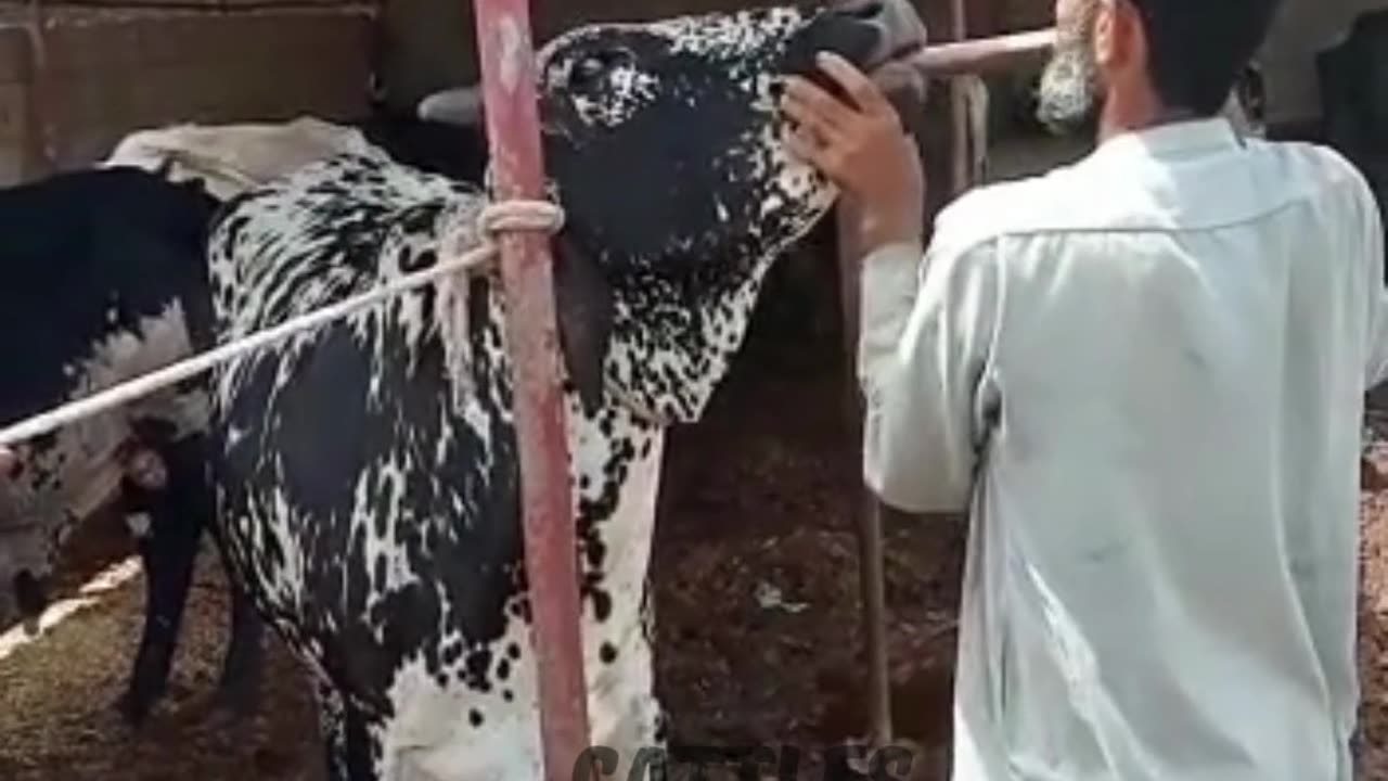 cow treatment