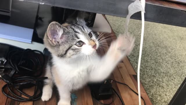 A beautiful cat playing with a tipp