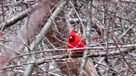 Broad-winged hawk hunting cardinals