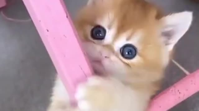 cat funny #shorts #cats #funny #cat