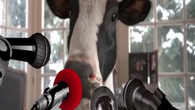 Funny Cow Dance | Photo Funny Cow Dance cow Sounds