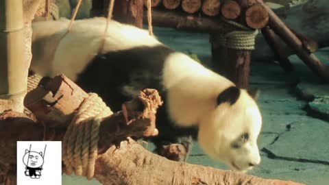 The lovely giant panda