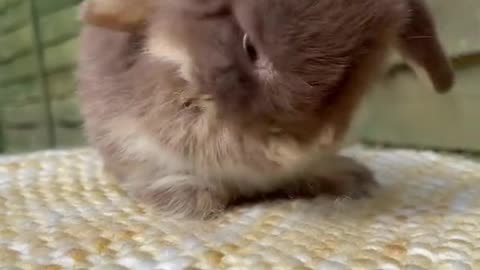 Cute bunny🐰