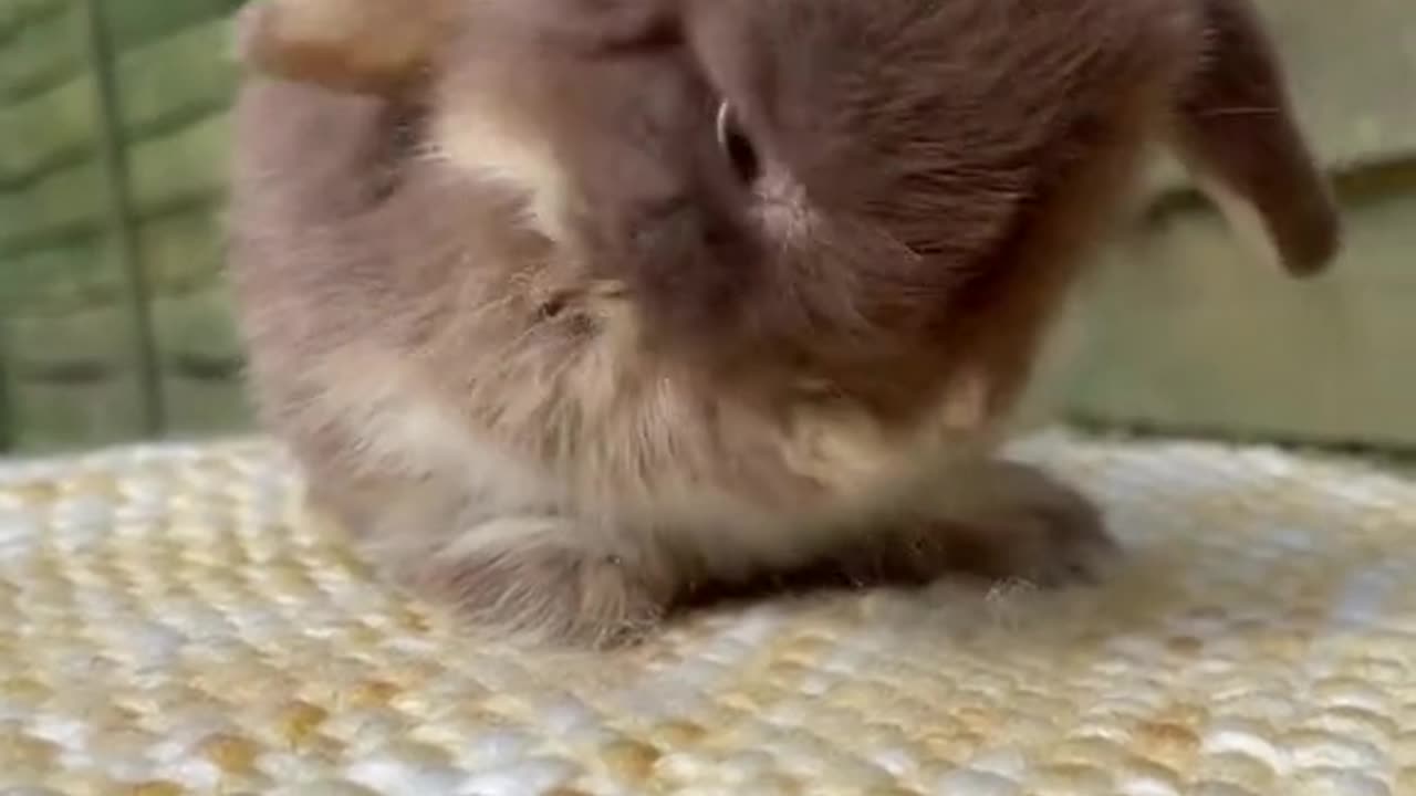 Cute bunny🐰