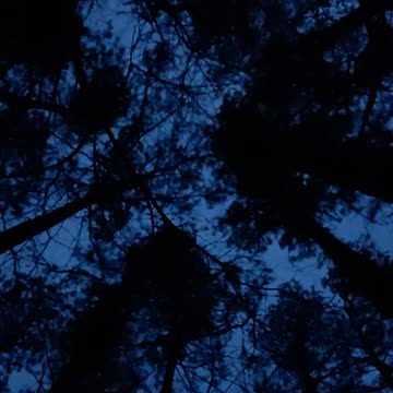 Sunrise swaying pines