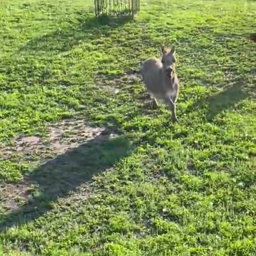Donkey chasing goats