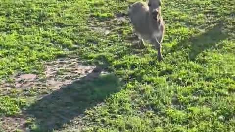 Donkey chasing goats