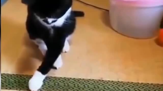 Cat Couldn't Catch The Ball - Tiktok Cats (#Funny #Animals #431)